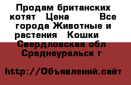 Продам британских котят › Цена ­ 500 - Все города Животные и растения » Кошки   . Свердловская обл.,Среднеуральск г.